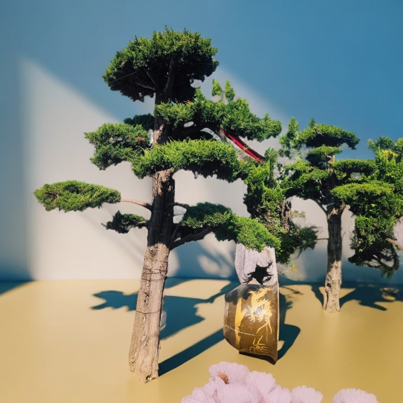 地景霸主济州针柏！基地直批，巨型植株助力高端园林设计