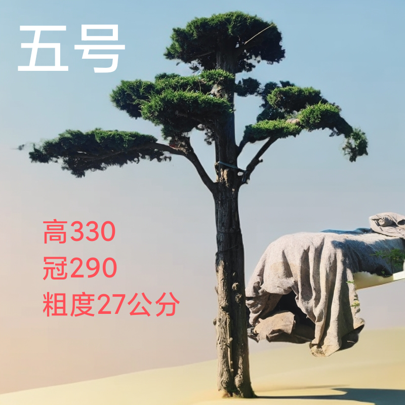 地景霸主济州针柏！基地直批，巨型植株助力高端园林设计