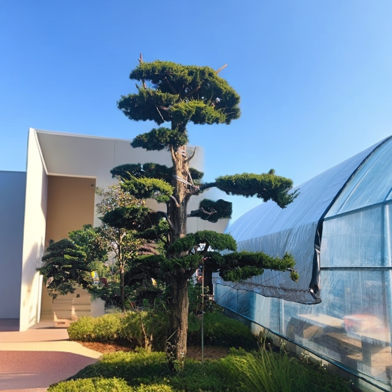 地景霸主济州针柏！基地直批，巨型植株助力高端园林设计