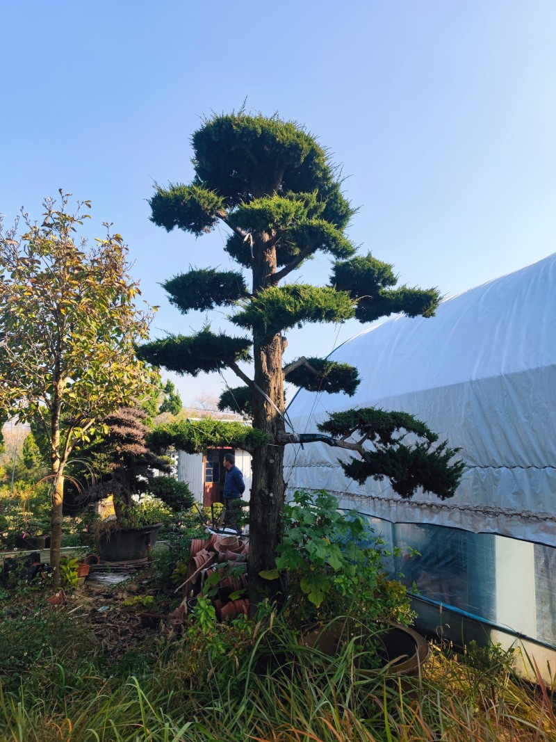 地景霸主济州针柏！基地直批，巨型植株助力高端园林设计
