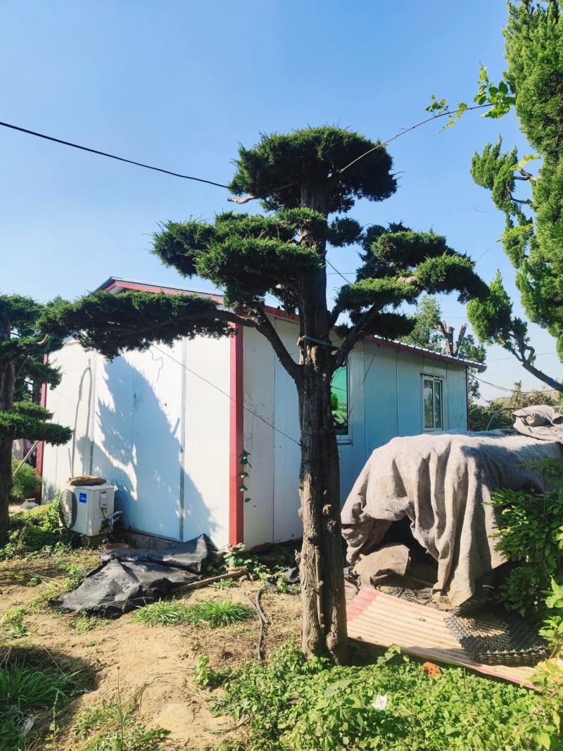 地景霸主济州针柏！基地直批，巨型植株助力高端园林设计