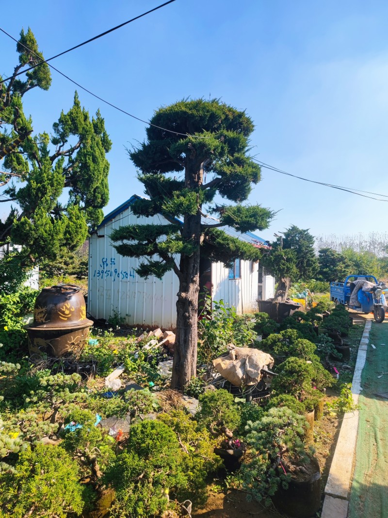 地景霸主济州针柏！基地直批，巨型植株助力高端园林设计