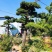 地景霸主济州针柏！基地直批，巨型植株助力高端园林设计