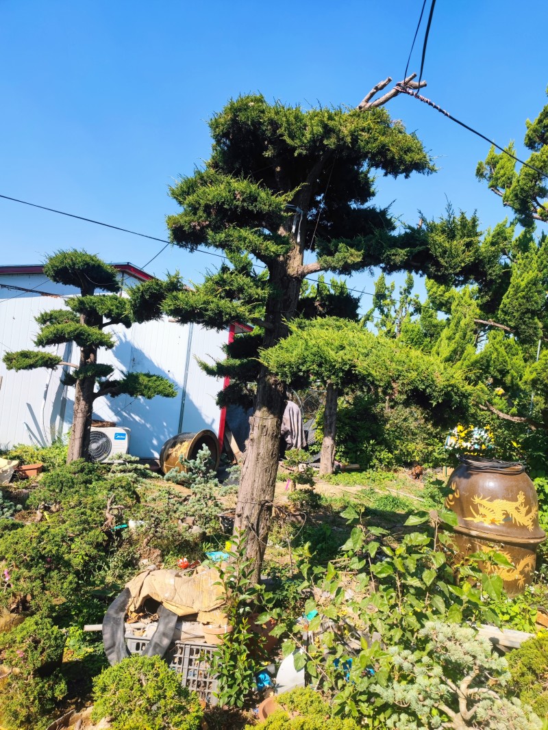 地景霸主济州针柏！基地直批，巨型植株助力高端园林设计