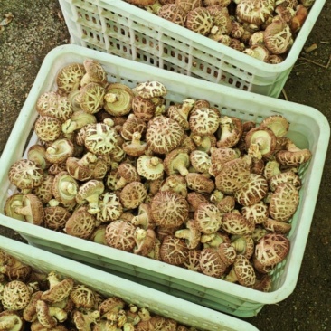 花香菇