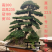地景霸主济州针柏！基地直批，巨型植株助力高端园林设计
