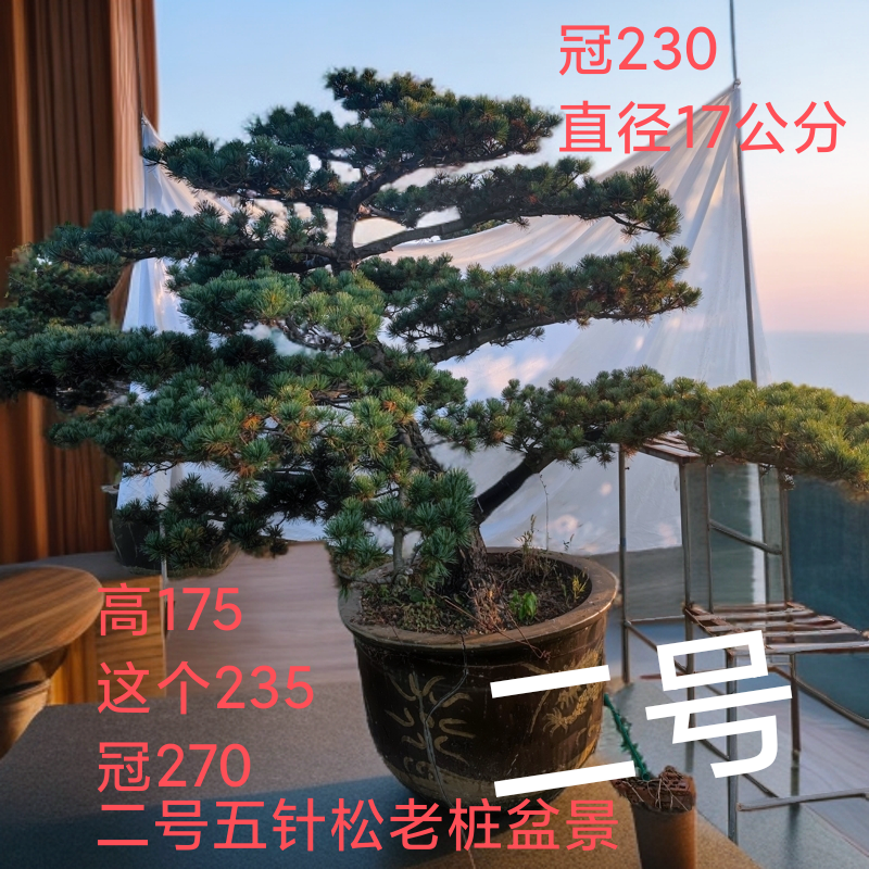 地景霸主济州针柏！基地直批，巨型植株助力高端园林设计