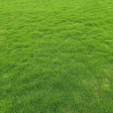 惠州场地直销草坪，当天下单第二天发货。