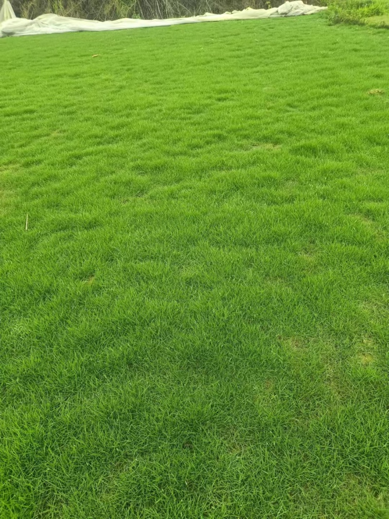 惠州场地直销草坪，当天下单第二天发货。