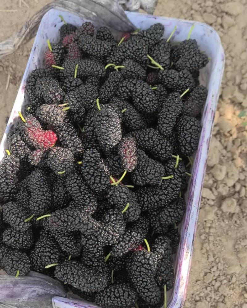 新鲜桑葚