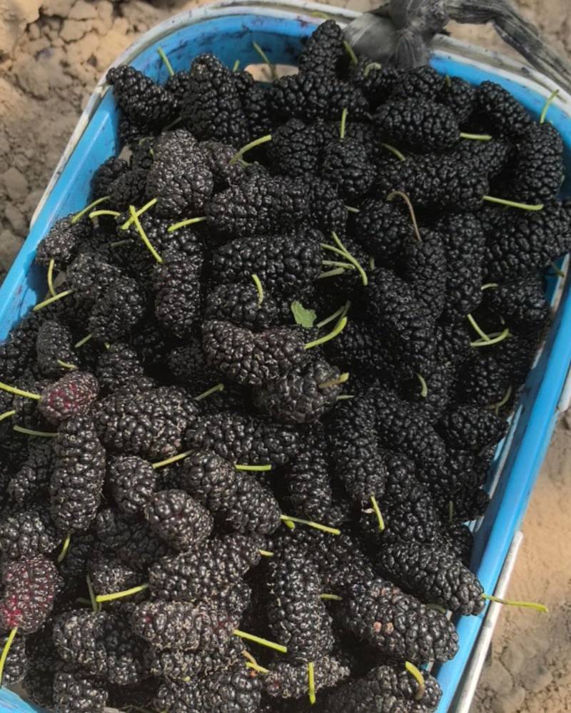 新鲜桑葚