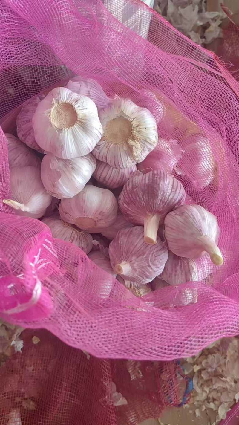 金乡大蒜