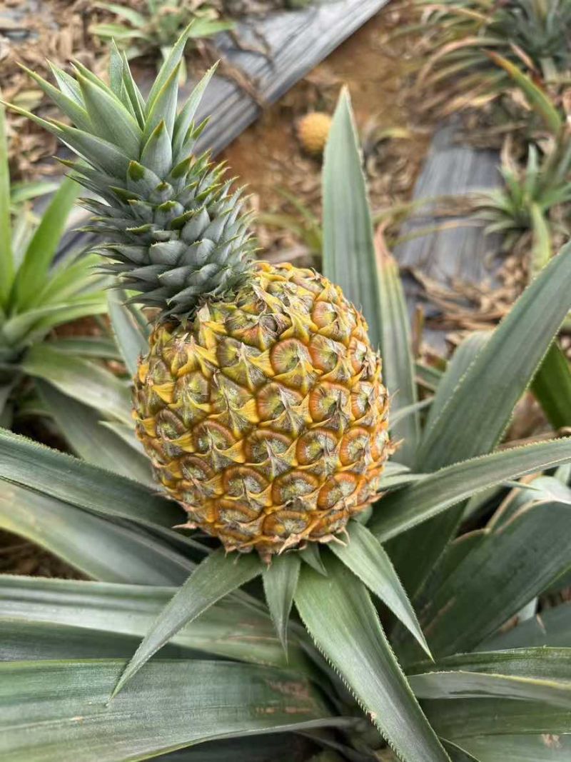 海南金钻凤梨。芒果凤梨。可带看果地