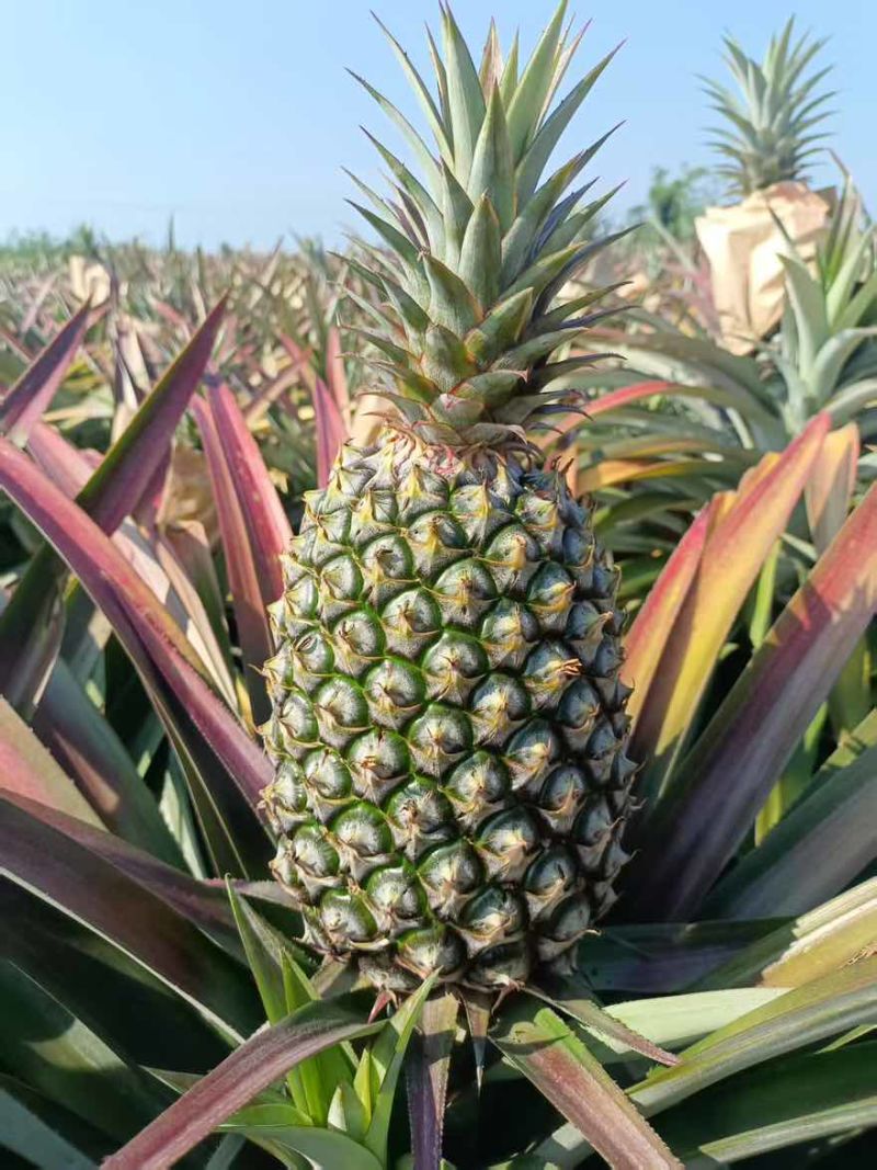 海南金钻凤梨。芒果凤梨。可带看果地