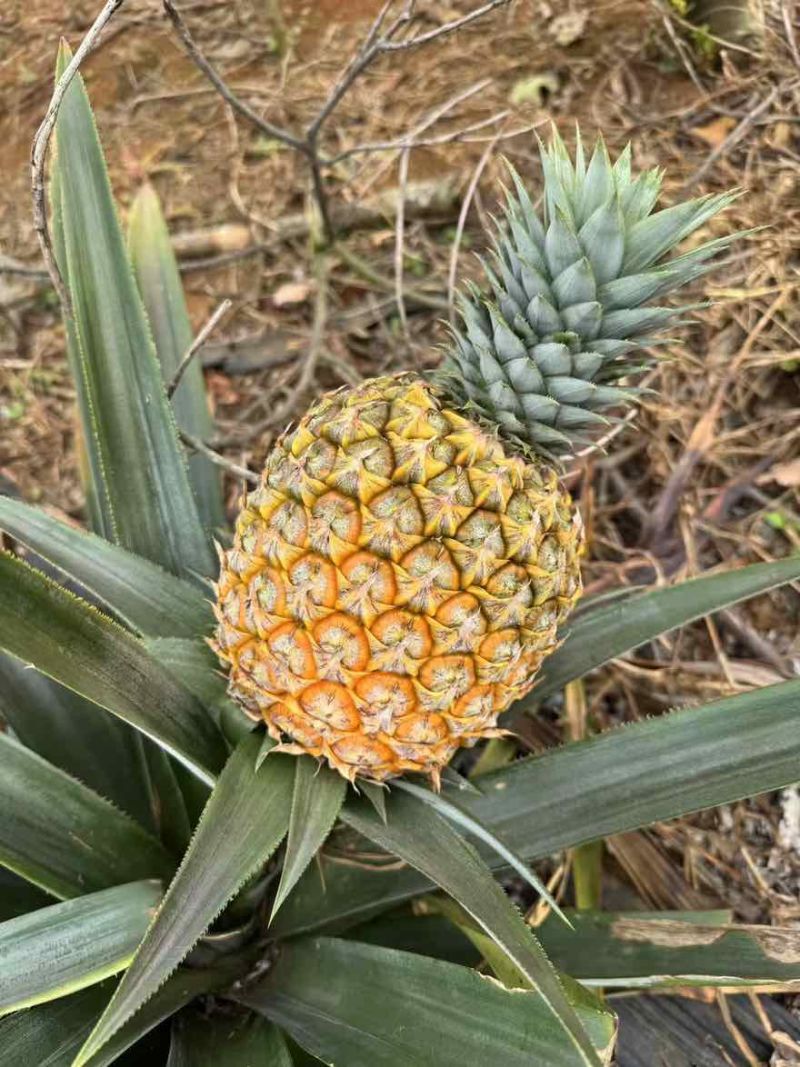 海南金钻凤梨。芒果凤梨。可带看果地