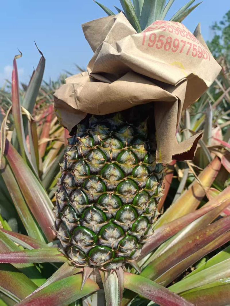 海南金钻凤梨。芒果凤梨。可带看果地