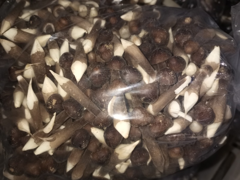黑皮鸡枞菌