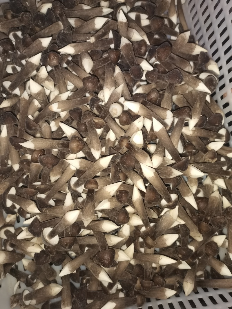 黑皮鸡枞菌