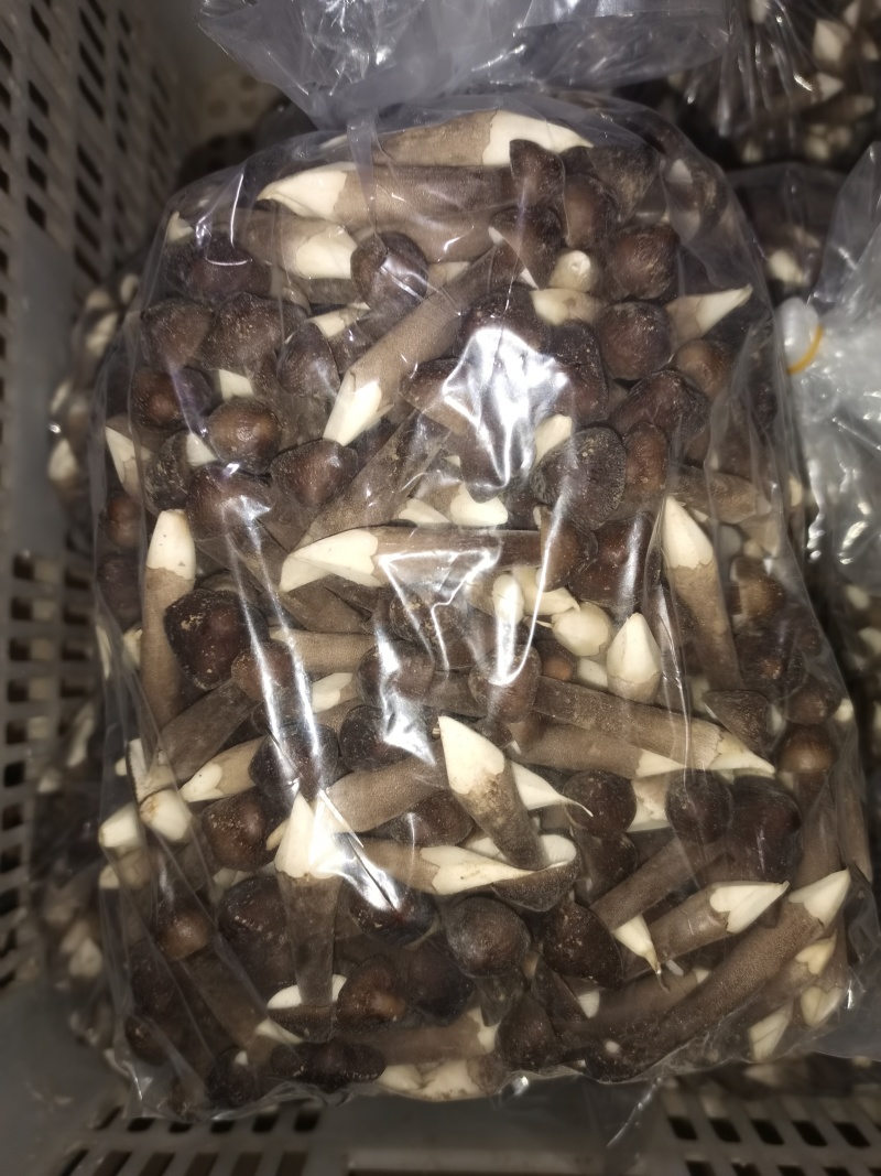黑皮鸡枞菌