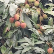 荔枝