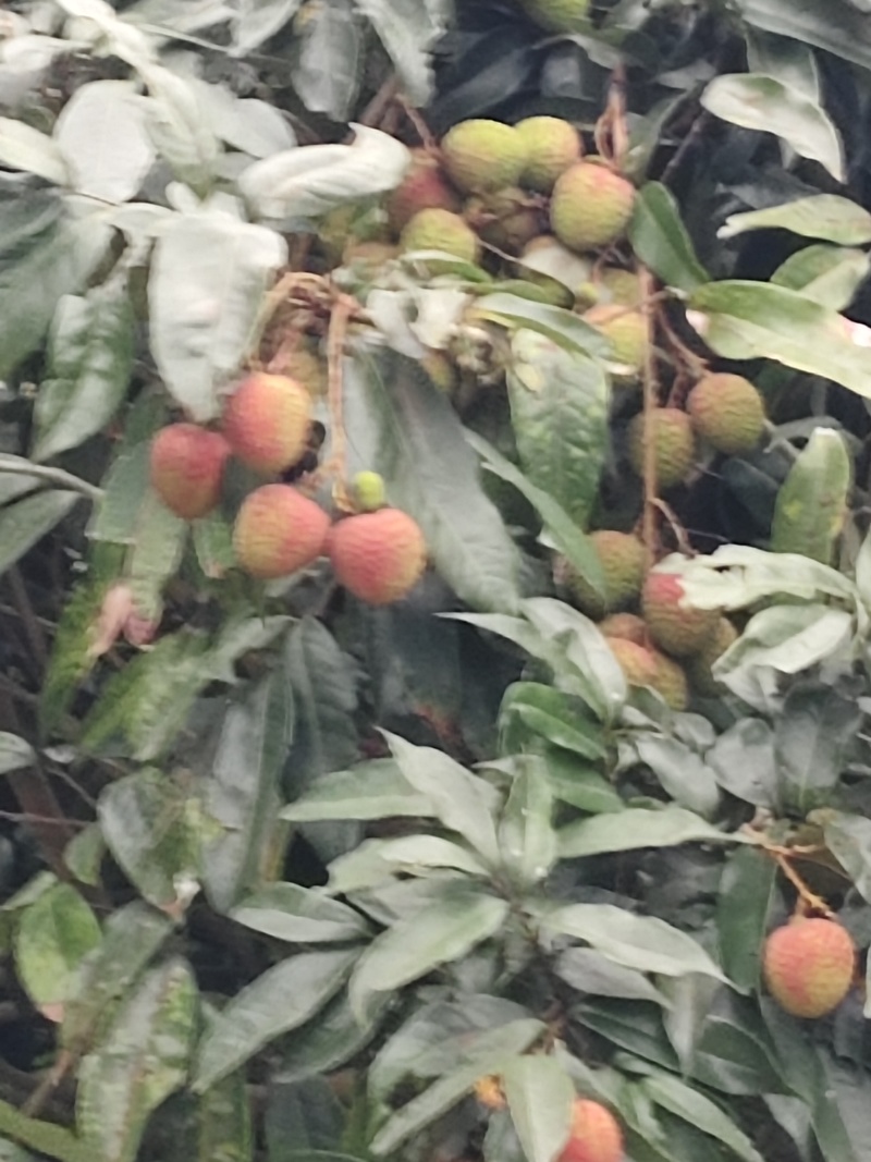 荔枝