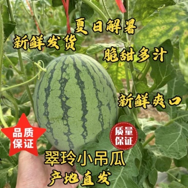 广西北海精品小西瓜手剥皮2k小吊瓜薄皮红壤脆甜现摘吊瓜