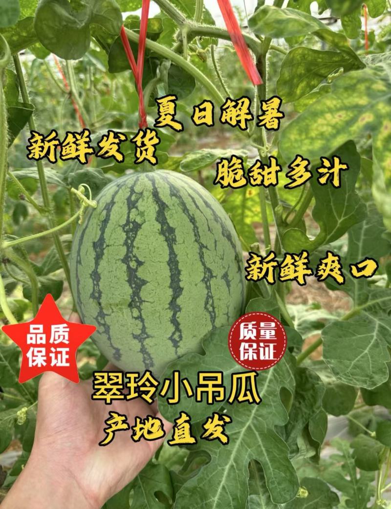 广西北海精品小西瓜手剥皮2k小吊瓜薄皮红壤脆甜现摘吊瓜