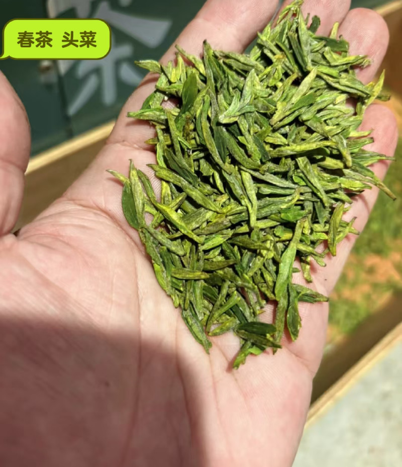 日照绿茶