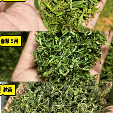 日照绿茶