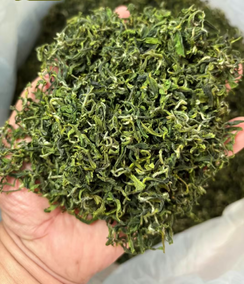 日照绿茶