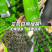日照绿茶