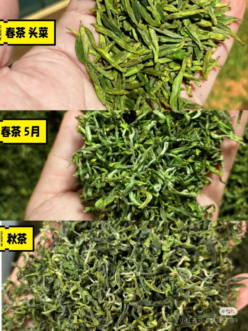 日照绿茶