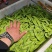 精品荷兰豆通货电商先看货在发货保证满意