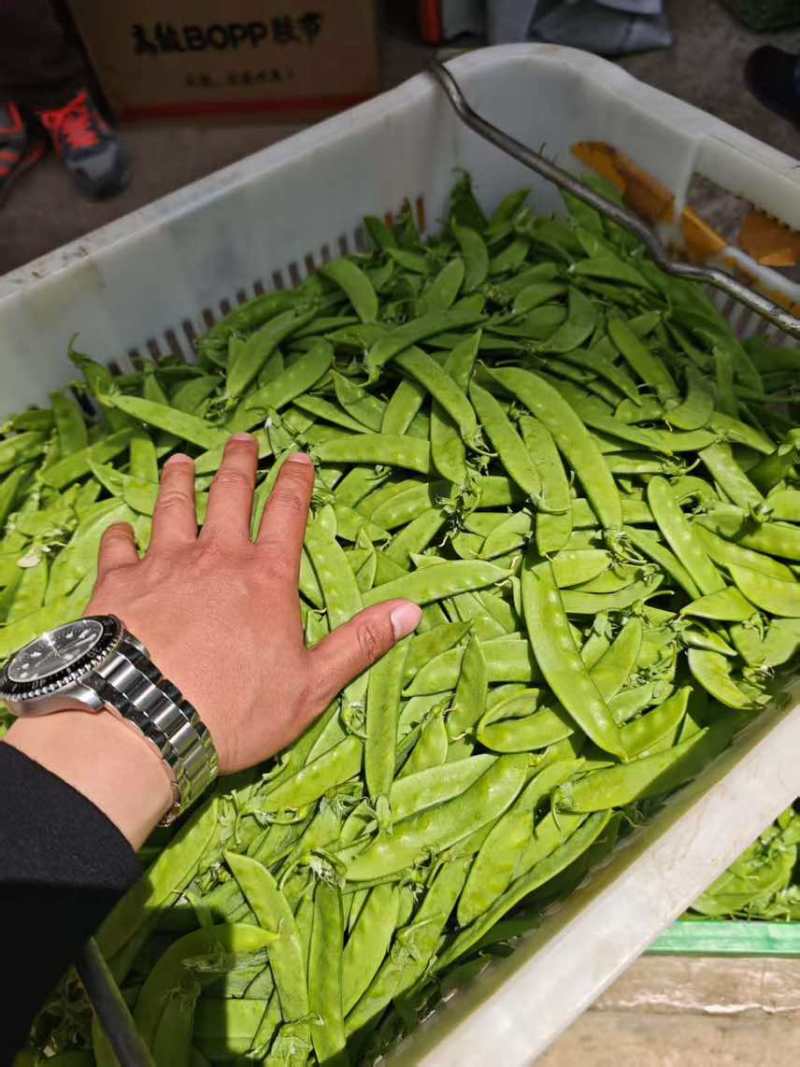 精品荷兰豆通货电商先看货在发货保证满意