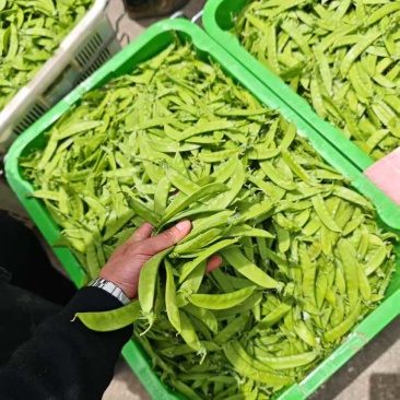 精品荷兰豆通货电商先看货在发货保证满意