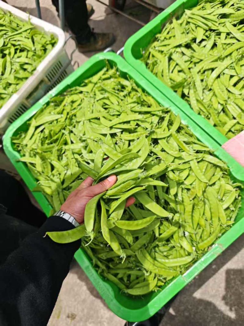 精品荷兰豆通货电商先看货在发货保证满意