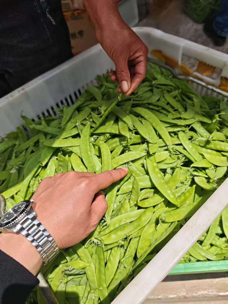 精品荷兰豆通货电商先看货在发货保证满意