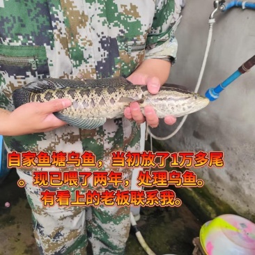黑鱼