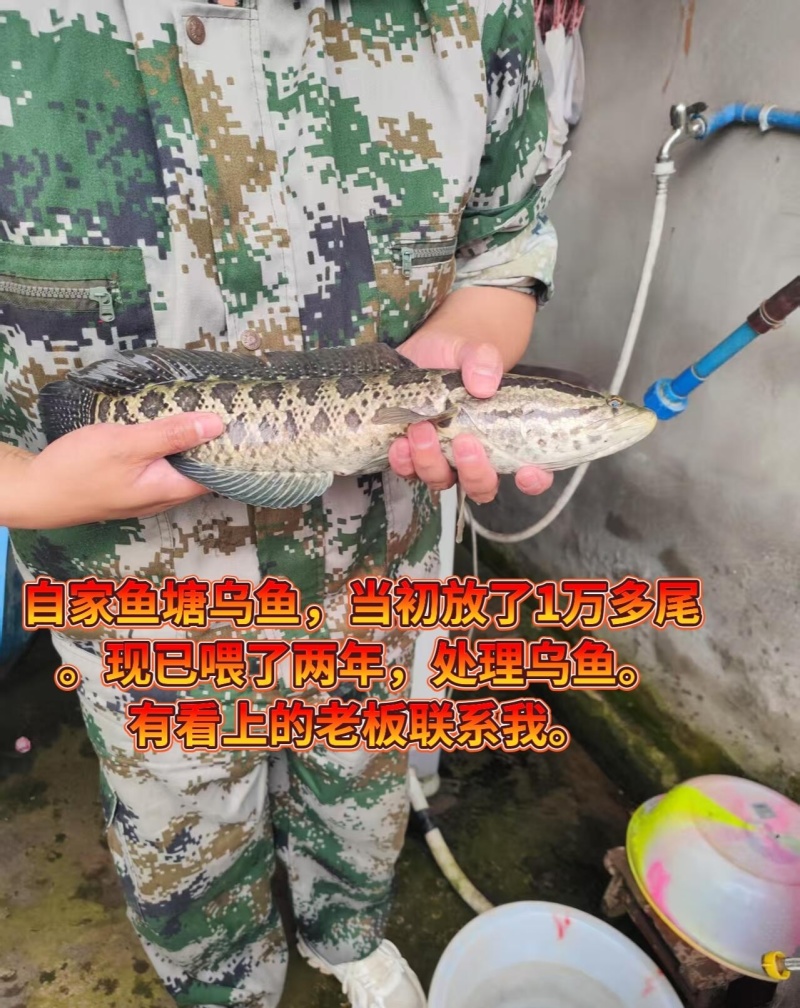 黑鱼