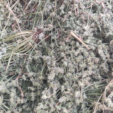 益母草