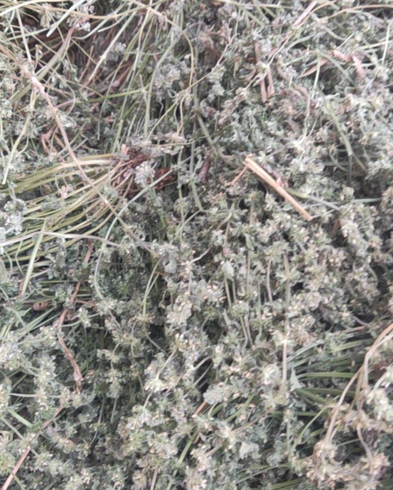 益母草