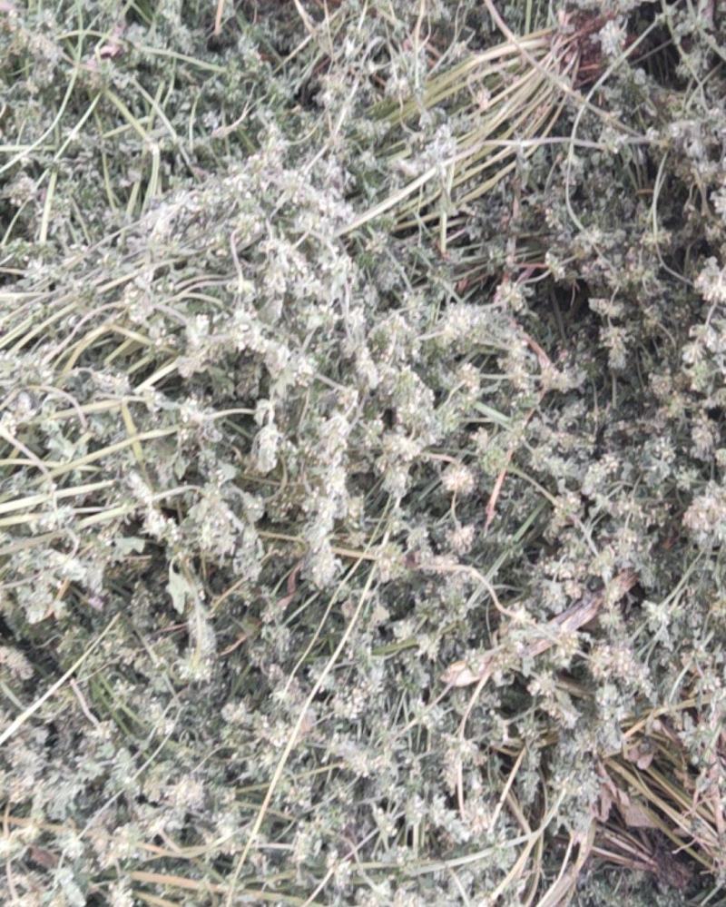 益母草