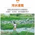 红心芭乐白心芭乐大量供应质量保证一件代发