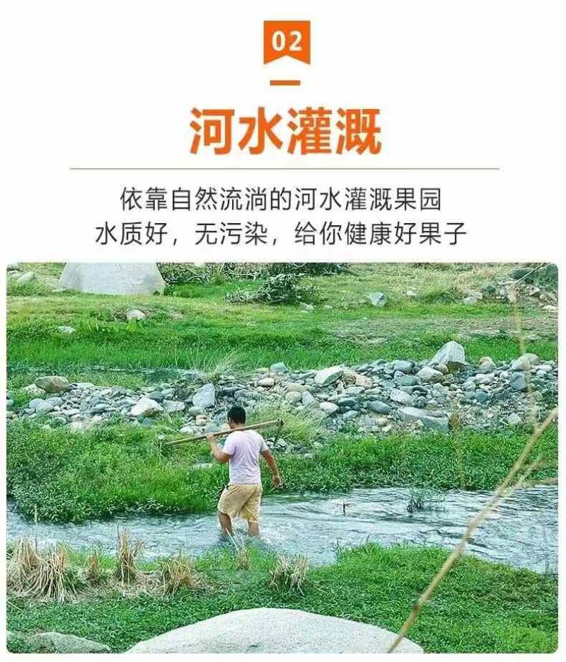 红心芭乐白心芭乐大量供应质量保证一件代发