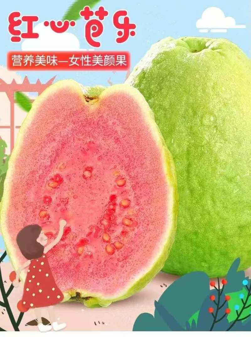 红心芭乐白心芭乐大量供应质量保证一件代发