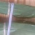 大量供应高山原生态野生粽叶