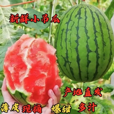 精品小吊瓜西瓜清甜爽口西瓜应季水果