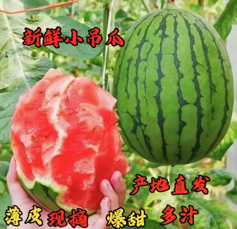 精品小吊瓜西瓜清甜爽口西瓜应季水果