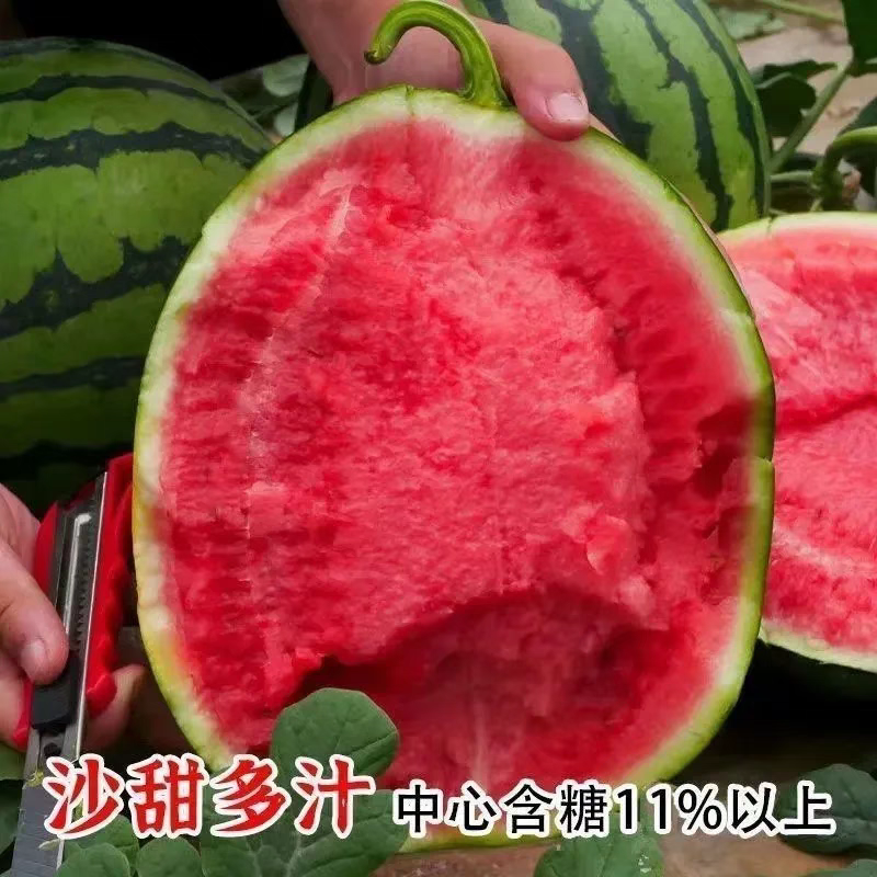 精品小吊瓜西瓜清甜爽口西瓜应季水果