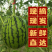 精品小吊瓜西瓜清甜爽口西瓜应季水果